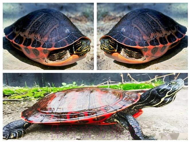 皇馬唔想老鼠「拉」龜